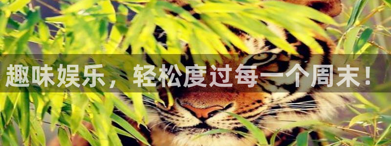新宝5电子有限公司：趣味娱乐，轻松度过每一个周末！