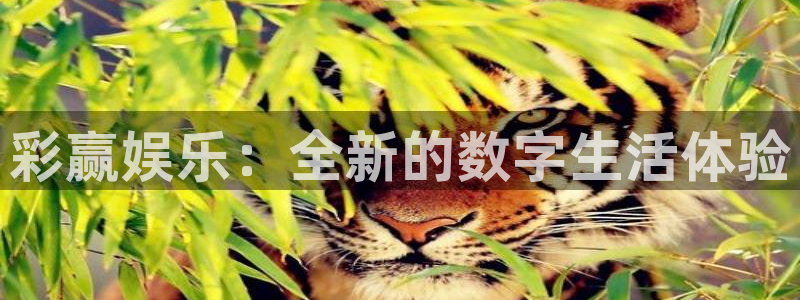 新宝5代理注册官网入口：彩赢娱乐：全新的数字生活体验